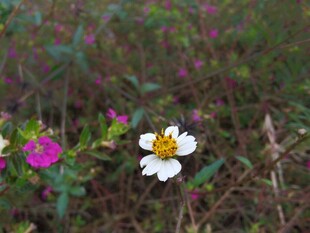 野外绽放的多彩小花