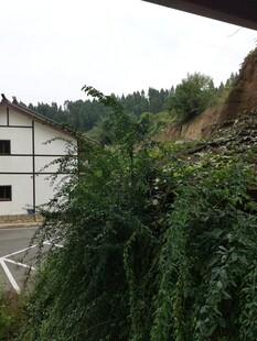 乡村白房旁的繁茂绿植