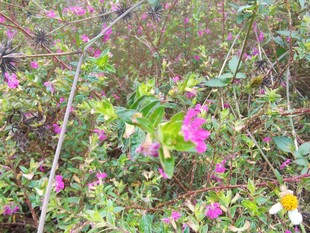 野外绽放的多彩花卉