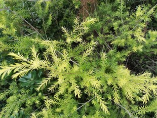 翠绿繁茂的针叶植物