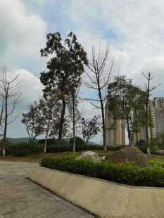 城市中的树木与开阔道路