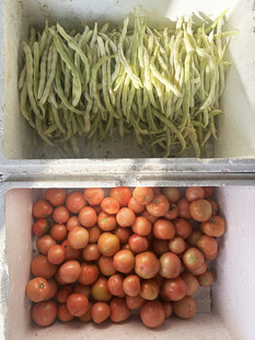 新鲜蔬菜豆角与番茄