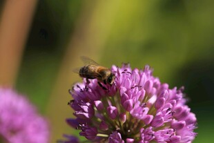 蜜蜂停留在紫色花朵上