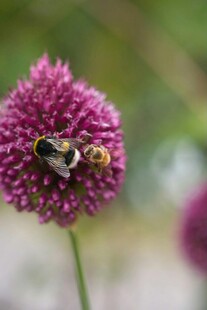蜜蜂停留在紫色花朵上