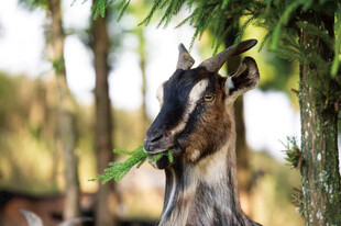 林间山羊嚼食绿叶
