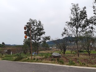 乡村路旁树木与红灯笼
