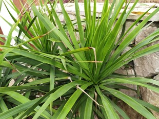 翠绿龙血树叶片特写