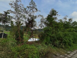 乡村绿意盎然的自然景象