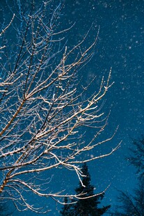 雪覆枯树与古建筑夜景