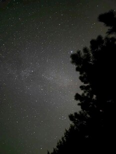 夜空繁星与树木剪影