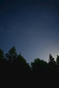 夜幕下的树林剪影