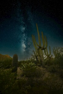 沙漠夜空下的仙人掌景观