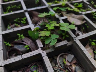 方格中生长的嫩绿植物