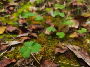 林间苔藓与落叶的自然景致