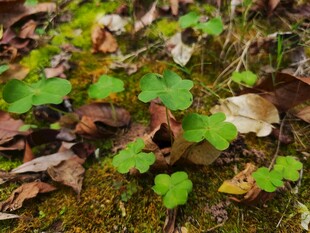 地面上的嫩绿植物与枯叶