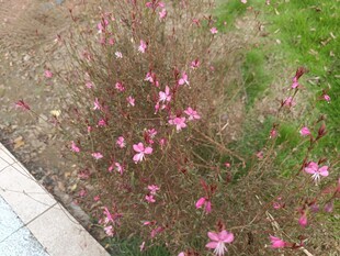 粉色小花绽放于地面