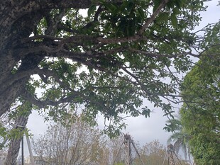 大树下的朦胧景致