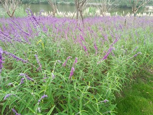 紫色花海绽放迷人景致