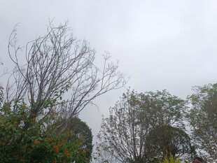 枯树与绿植的天空景象