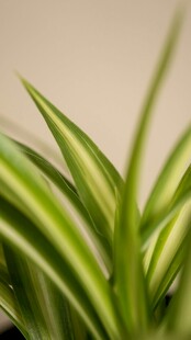 翠绿条纹绿植特写