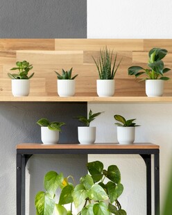 室内绿植装饰架上的生机