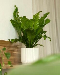 室内绿植清新白色花盆装点