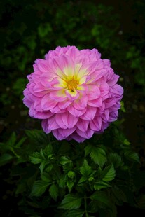 娇艳粉色花朵绽放