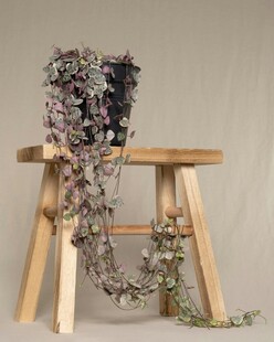 木制凳上垂挂的繁茂花藤