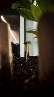 室内绿植旁的猫咪身影