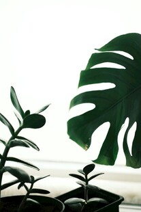 窗边绿植展现自然清新美