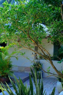 庭院中的繁茂绿植景观