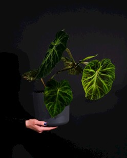 手旁的斑斓龟背竹植物