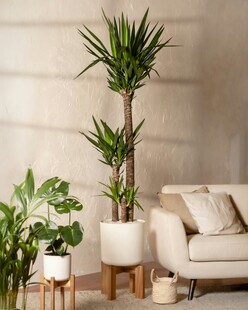 室内绿植装点温馨客厅角落