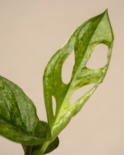 斑驳绿叶植物特写