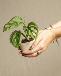 手捧绿植小盆栽