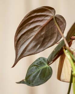 深紫心形观叶植物特写