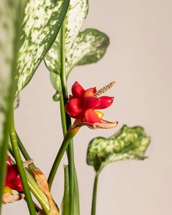 红瓣绿叶奇异花卉