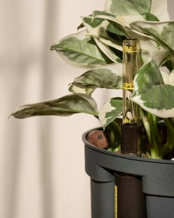 室内绿植盆栽叶片带斑纹