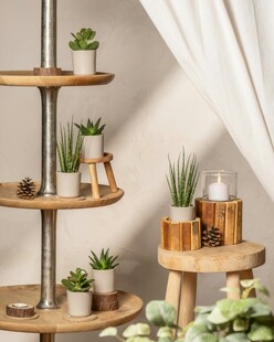 多层木质花架与绿植摆件