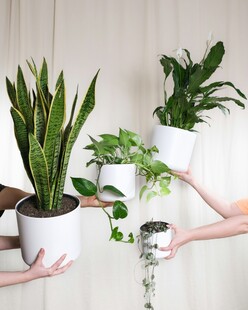 手持绿植展示清新植物风