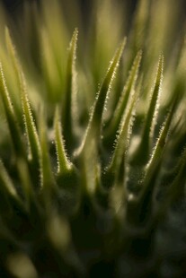 微距下的嫩绿植物尖刺