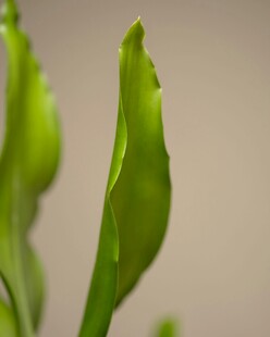 嫩绿叶片上的晶莹水珠