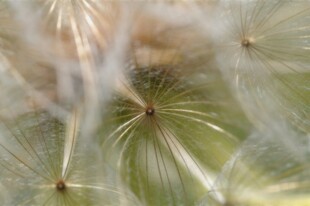 蒲公英种子特写