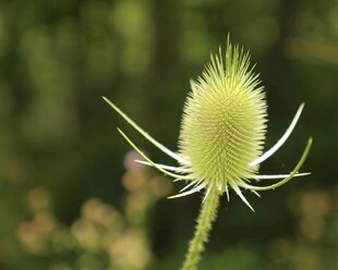 绿色带刺植物特写