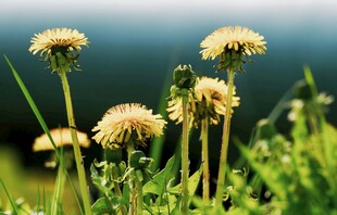 阳光下的蒲公英