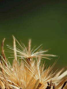 金色蒲公英特写
