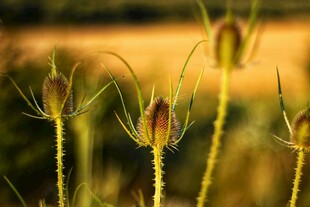 阳光下的细长茎植物