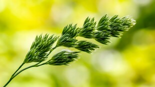 翠绿草穗尽显自然生机