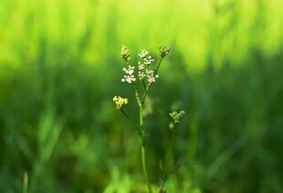 绿草中的绽放小花