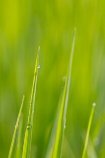 嫩绿青草尖上的晶莹露珠